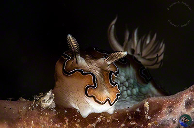 Doroprismatica balut