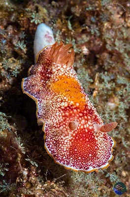Glossodoris cf. alderi