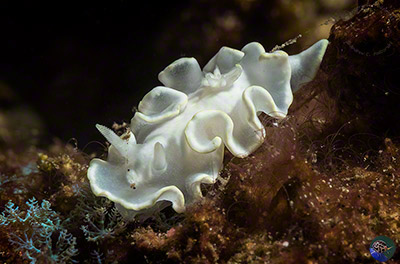 Glossodoris pallida