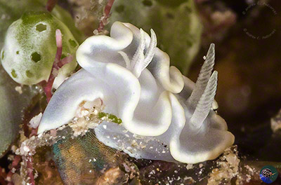 Glossodoris pallida