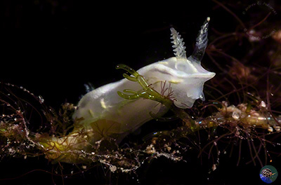 Glossodoris pallida