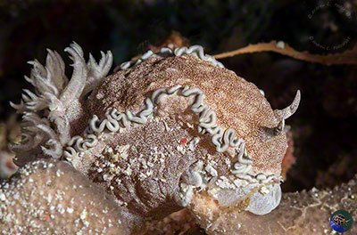 Glossodoris sp.