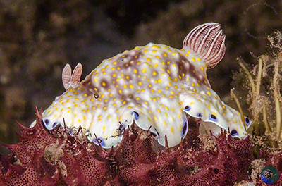 Goniobrachus cf. aureopurpureus