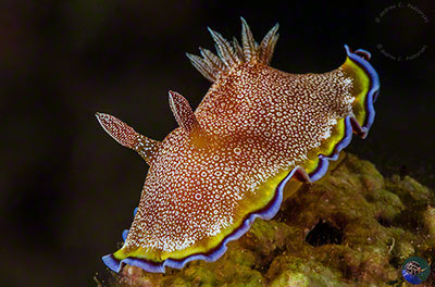 Glossodoris bonwanga