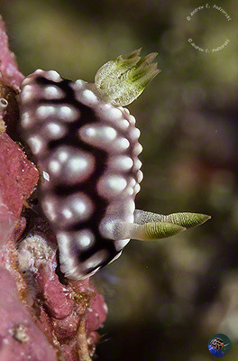 Goniobranchus geometricus