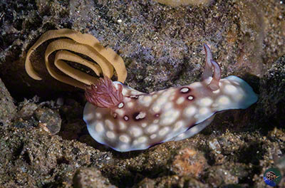 Goniobrnchus hintuanensis with eggs