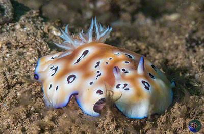 Goniobranchus leopardus