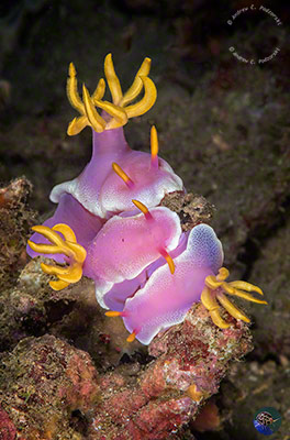 Hypselodoris apolegma