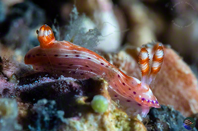 Hypselodoris decorata