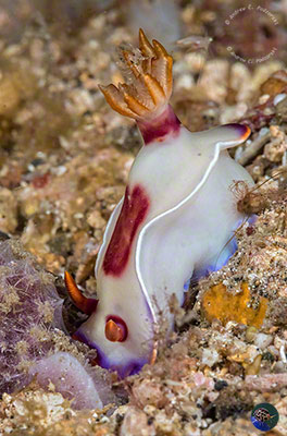 Hypselodoris iba
