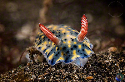 Hypselodoris infucata