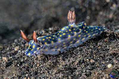 Hypselodris infucata