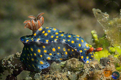 Hypselodoris infurcata