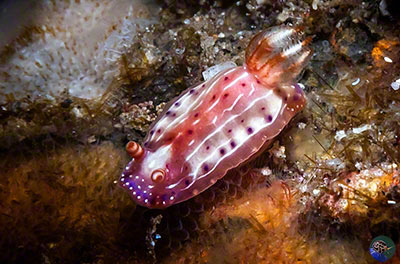 Hypselodoris cf. juniperae