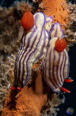 Hypselodoris maridadilus