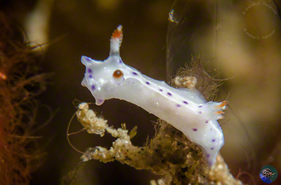 Hypselodoris sp.