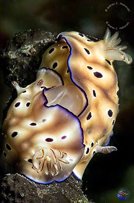Hypselodoris tyroni