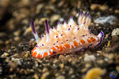 Mexichromis multituberculata