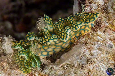 Miamira sinuata pairing