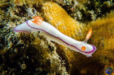 Thorunna cf. danieliae