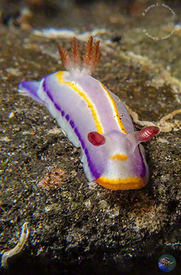 Thorunna cf. florens