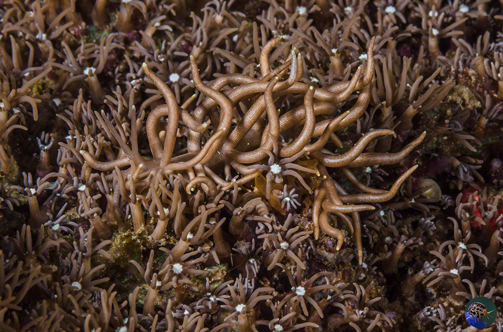 Phyllodesmium briareum feeding on Pachyclavularia violacea