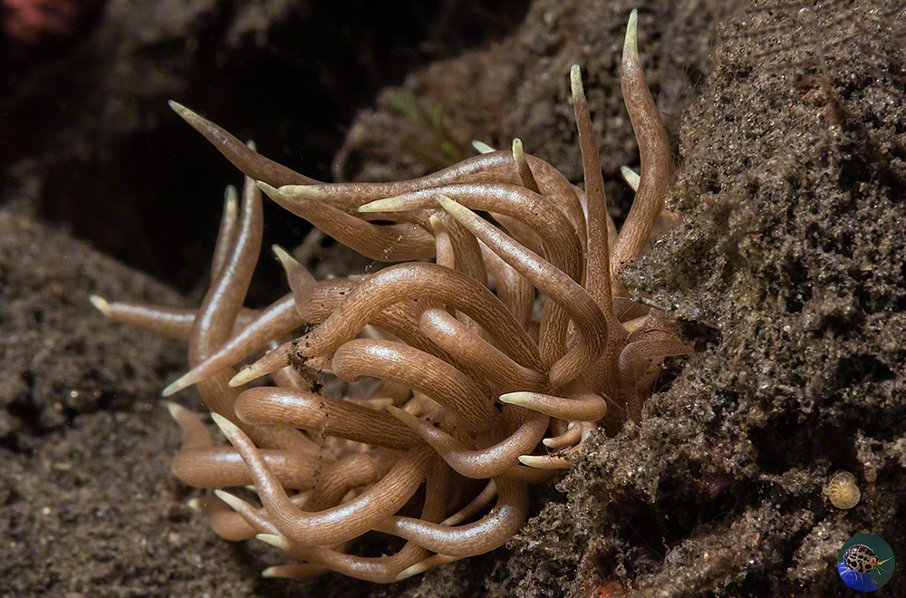 Phyllodesmium briareum