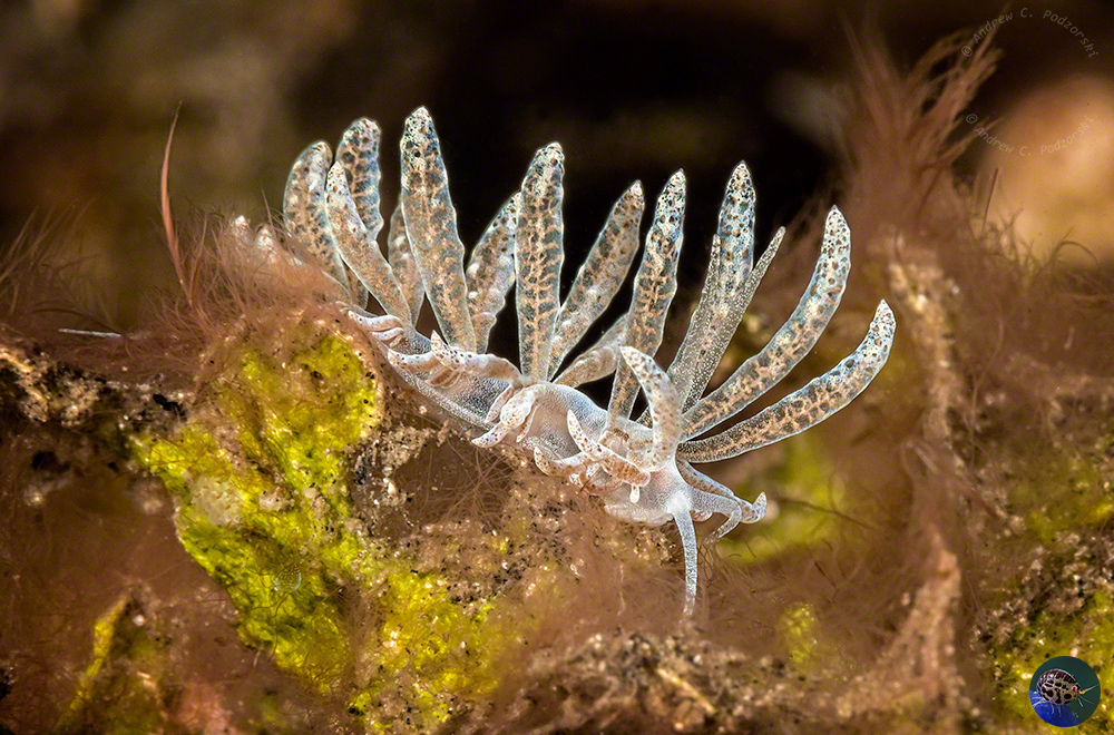 Phyllodesmium cf. crypticum