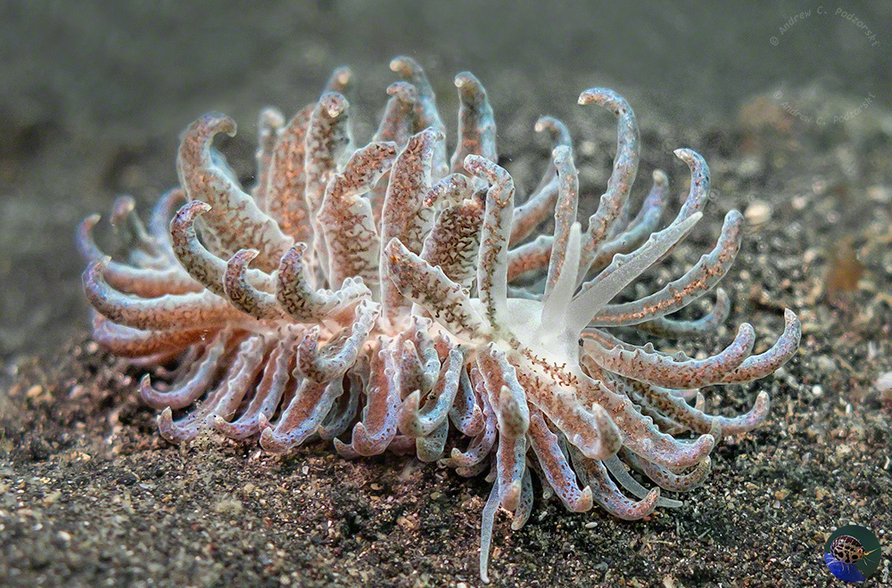 Phyllodesmium cf. crypticum