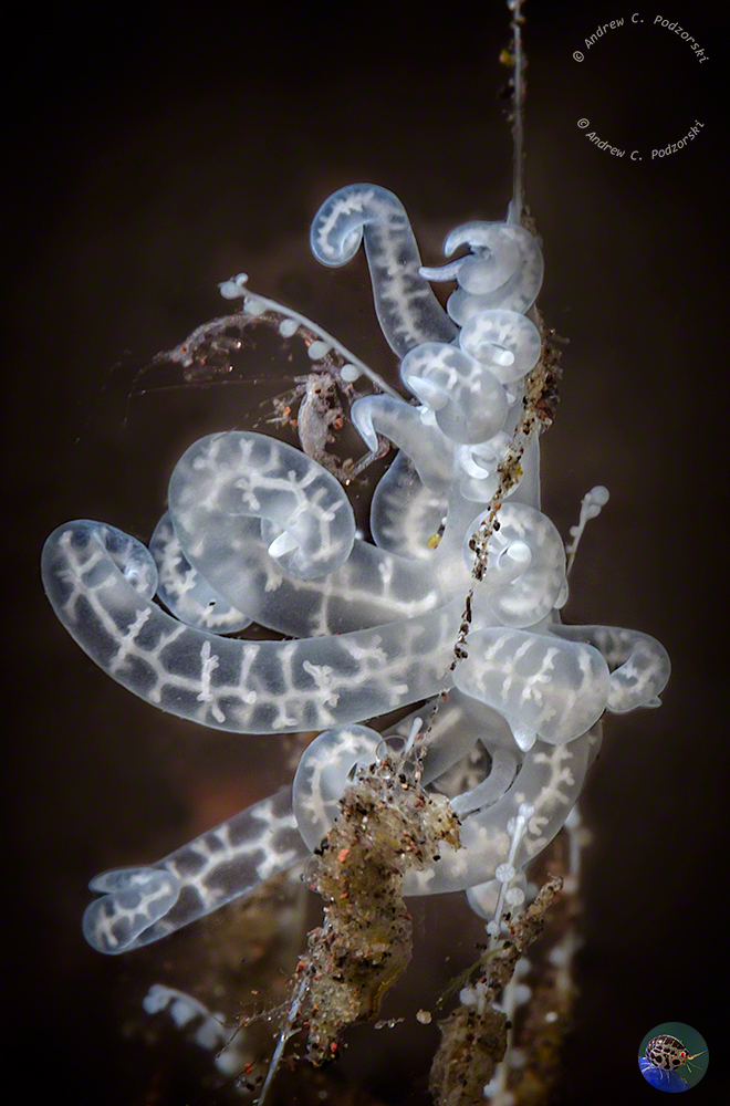 Phyllodesmium iriomotense