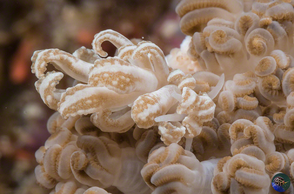 Phyllodesmium cf. jakobsenae