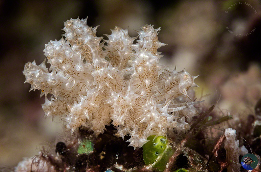 Phyllodeesmium koehleri