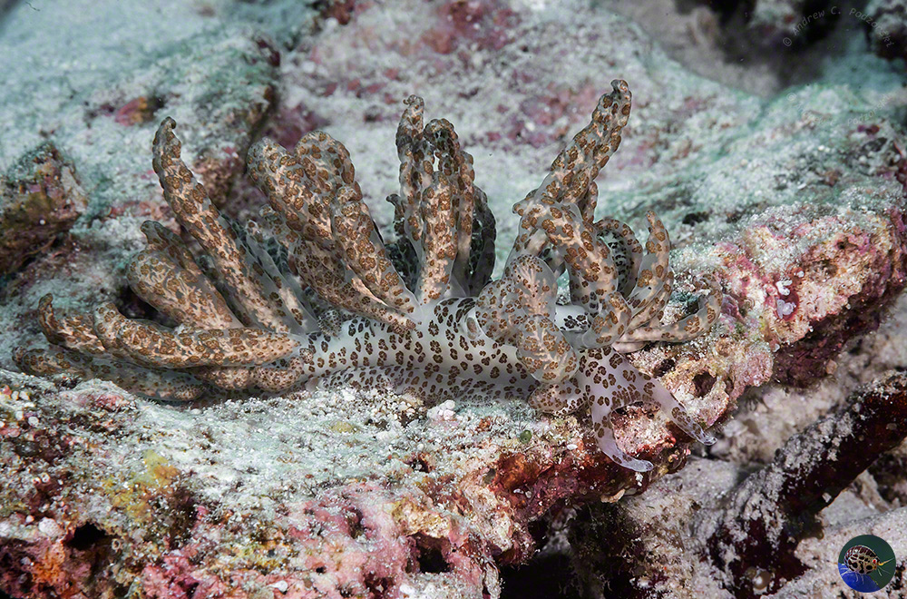 Phyllodesmium longicirrum