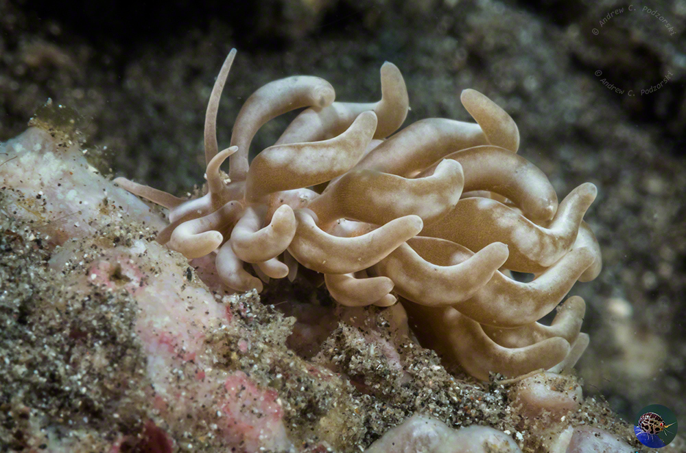 Phyllodesmium cf. magnum