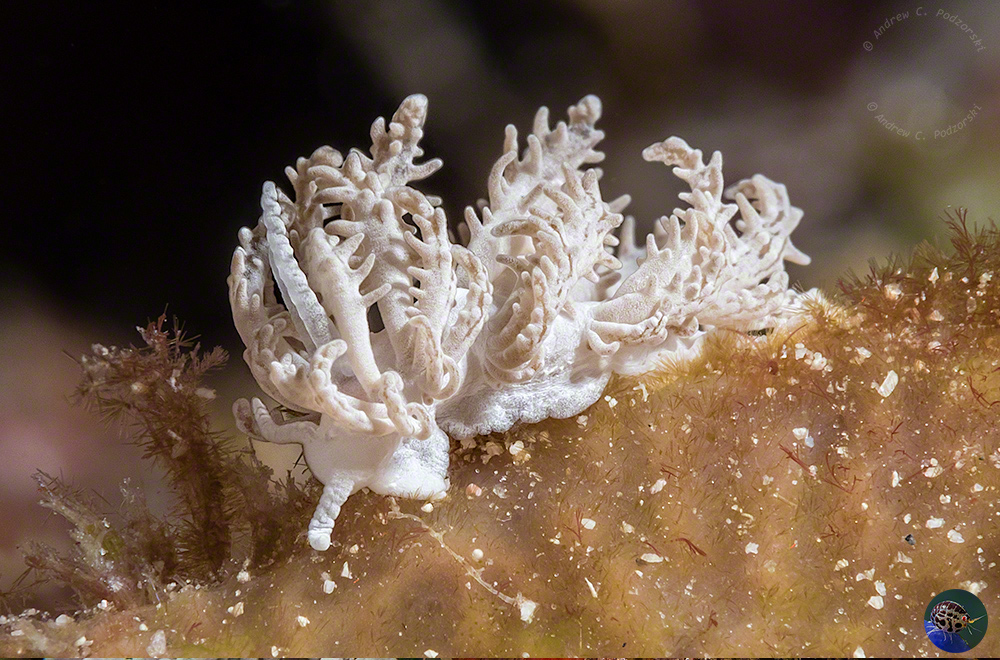 Phyllodesmium pinnatum