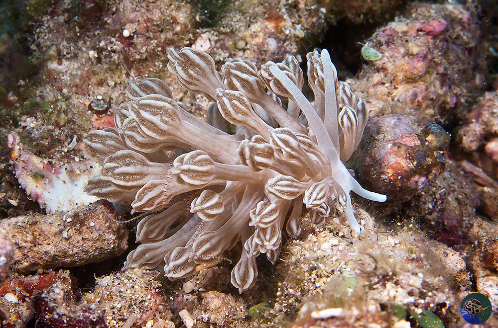 Phyllodesmium rudmani