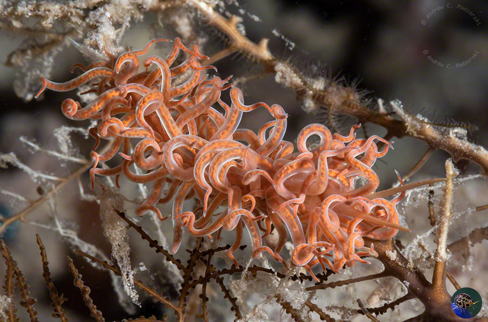 Phyllodesmium sp. 11 (Gosliner et al. 2018)