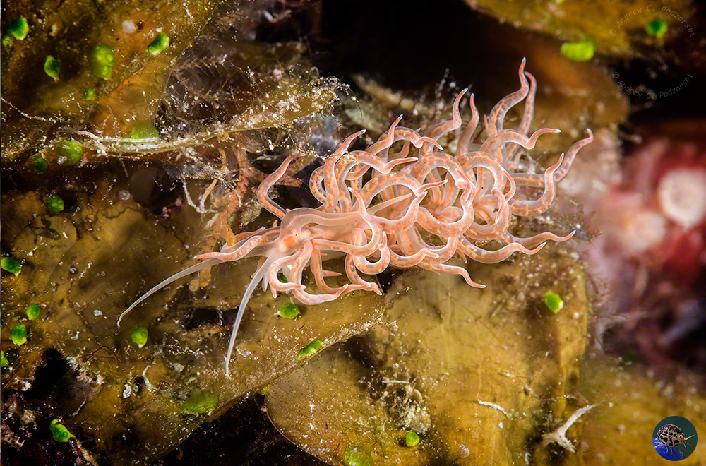 Phyllodesmium sp. 11 (Gosliner et al. 2018)