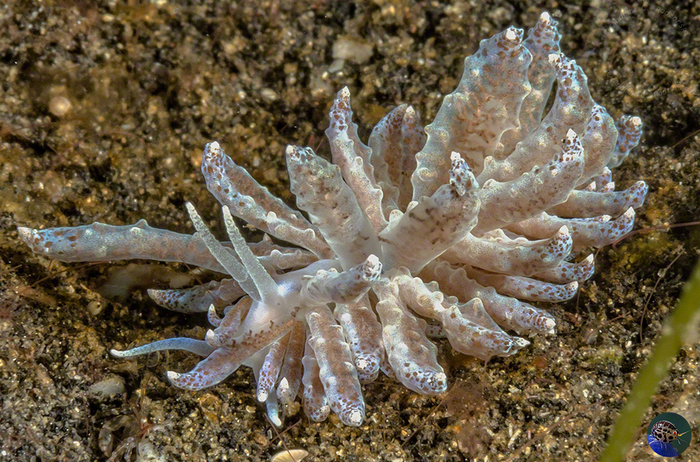 Phyllodesmium cf. tuberculatum