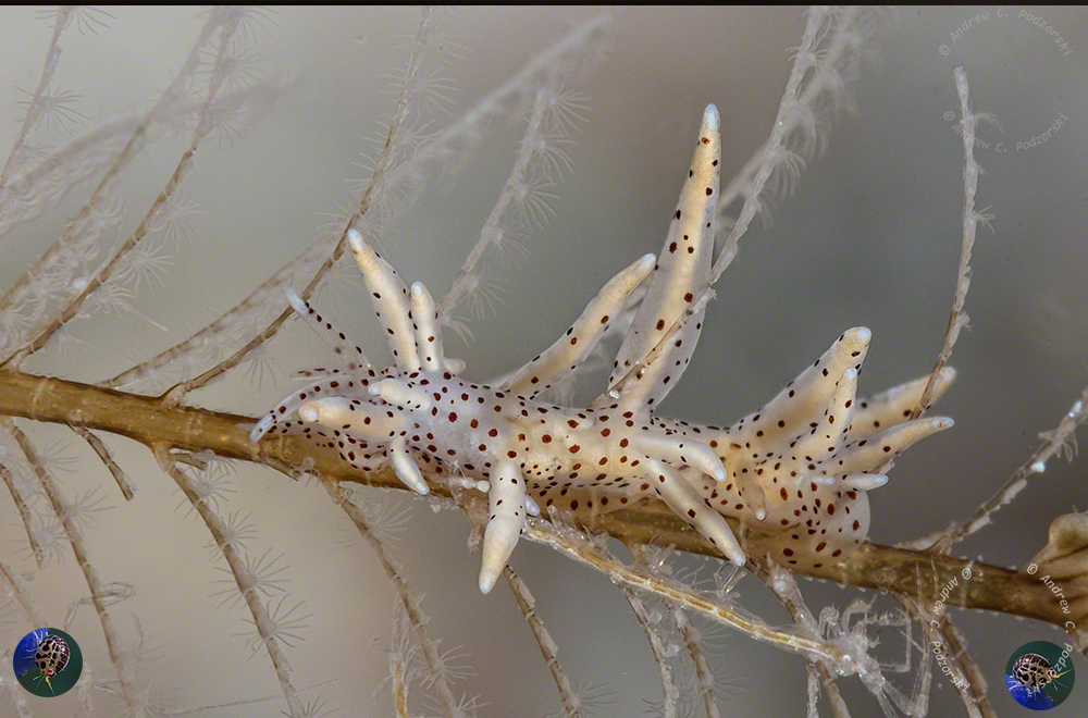 Eubranchus sp. 23 (Gosliner et al. 2018)