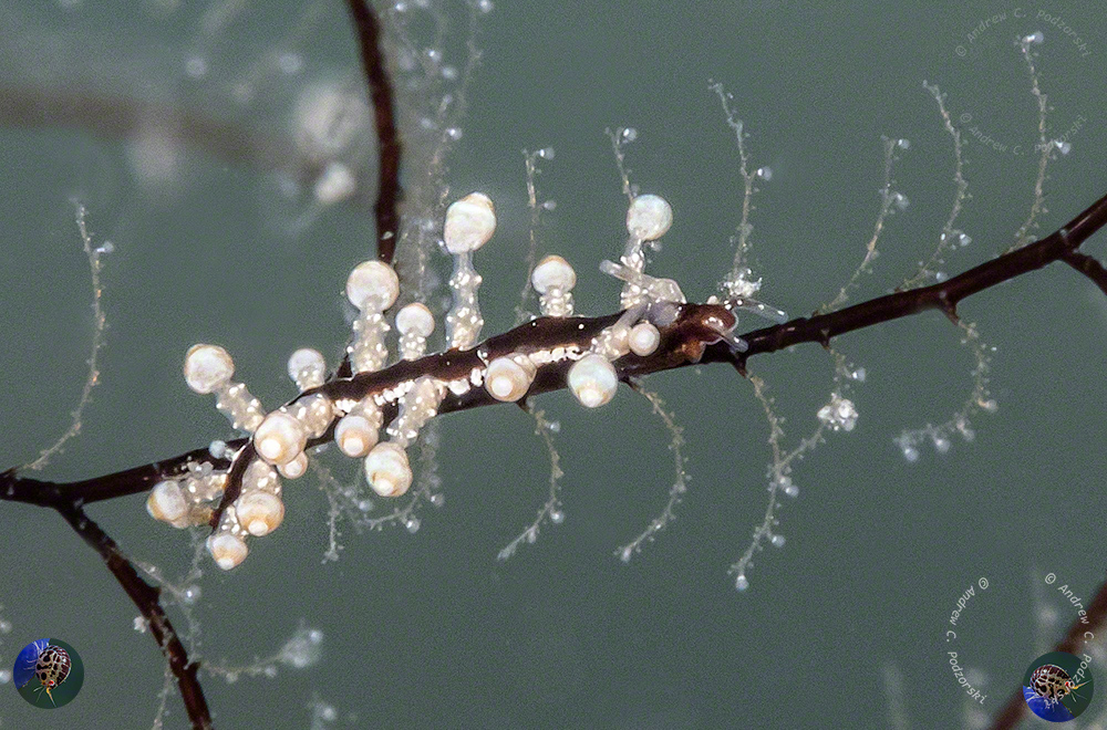 ubranchus sp. 23 (Gosliner et al. 2018)