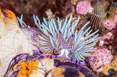 Pteraeolidia ianthina