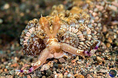 Pteraeolidia ianthina