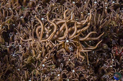 Phyllodesmium briareum feeding on Pachyclavularia violacea