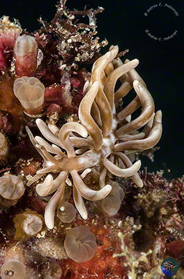 Phyllodesmium briareum