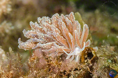 Phyllodesmium cf. crypticum