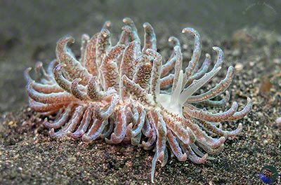 Phyllodesmium cf. crypticum