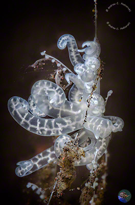 Phyllodesmium iriomotense