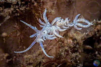 Phyllodesmium iriomotense