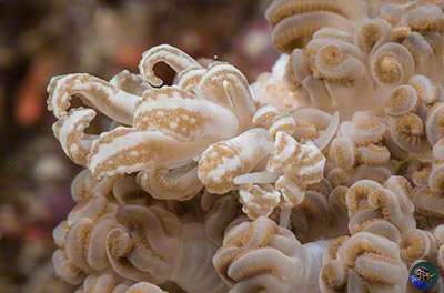 Phyllodesmium cf. jakobsenae